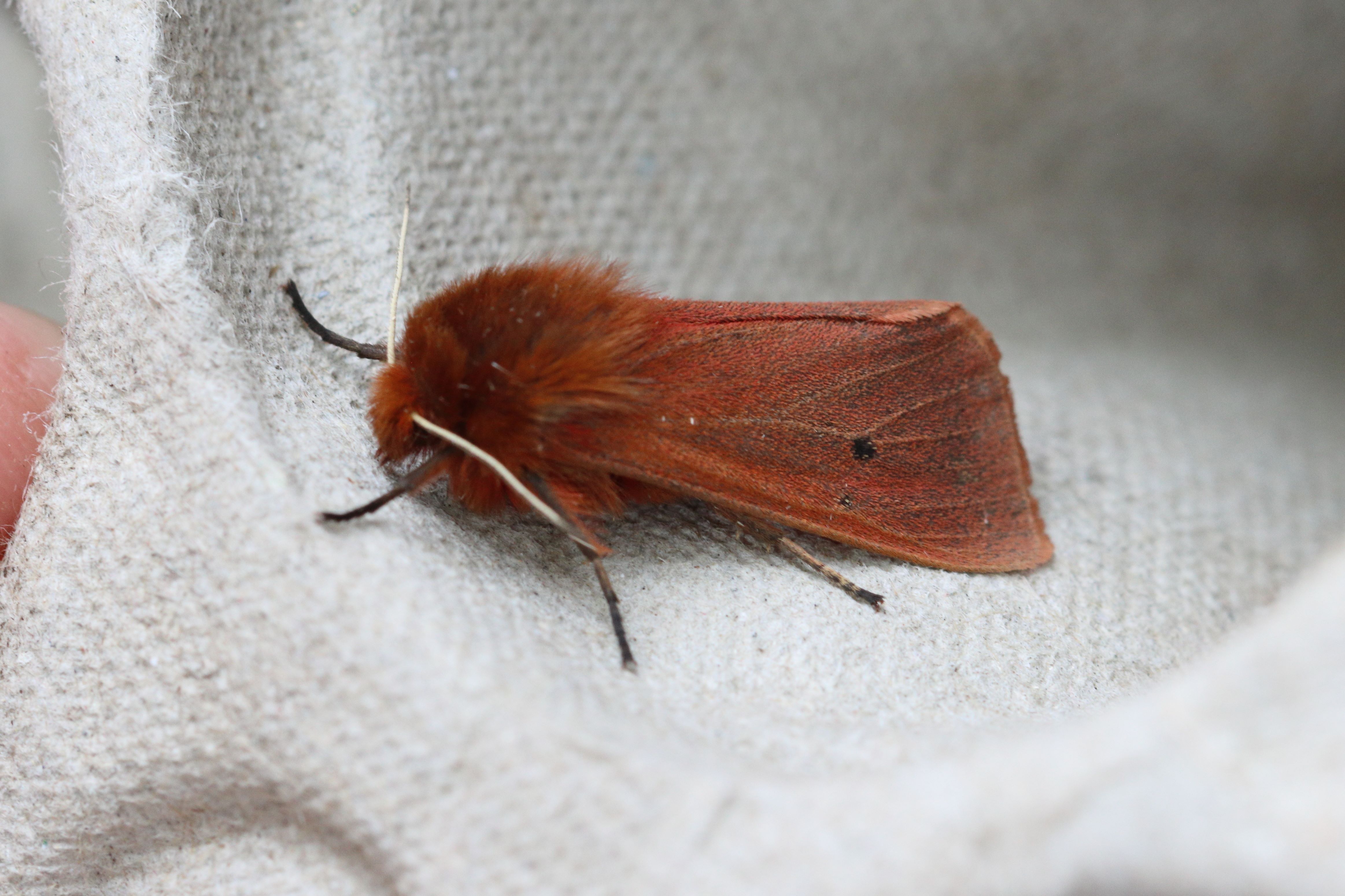 Photo of Ruby Tiger (Phragmatobia fuliginosa)